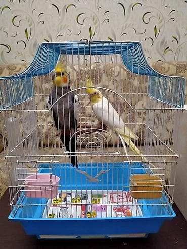 Salam. Hazir cut katella satilir.11 ayliqdilar . Tam hazir cutdu bala — 1