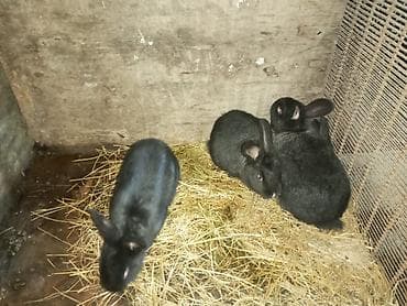 cucə yemi: Məhsul: Dovşanlar (balalar) Təsvir: - Şəkillərdə müxtəlif sayda — 6