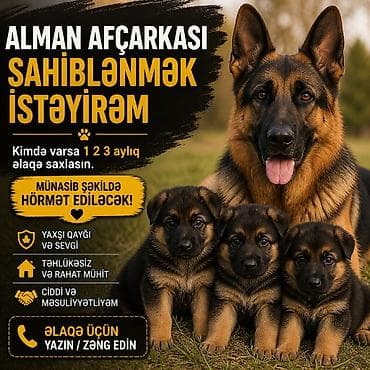 Alman çoban iti, Pulsuz çatdırılma