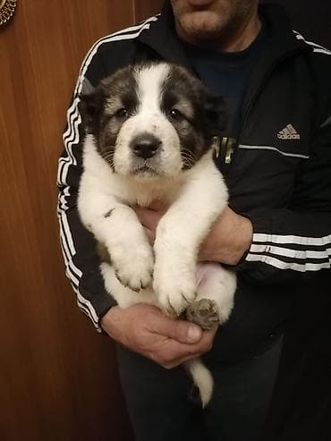35 günlük qurdbasar balaları, 5 dişi, 1 ərkək Anası: qurdbasar + cane