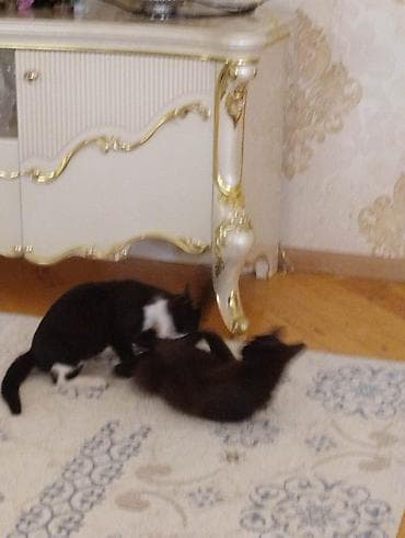 İtlər: Yaxşı əllərə — 7