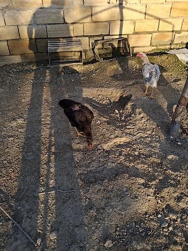 cins ineklerin satisi 2018: Toyuq cücələri, Damazlıq — 2