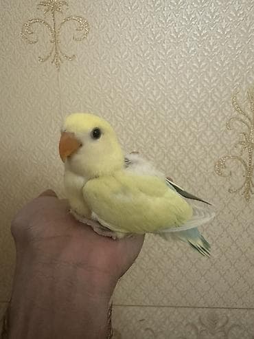 qus sesi: Salam 1 aylığ balalardı.Hamsı tam sağlamdır.Ələ öyrəşdirmək olar — 7