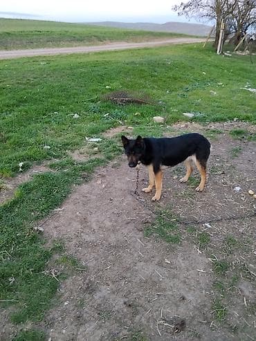 Alman çoban iti, 7 ay, Dişi