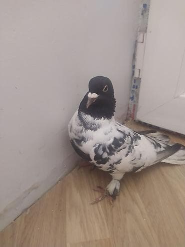 adana göyərçin: Qara-ağ naxışlı göyərçin - Rəng: baş və boyun hissəsi dərin qara — 3