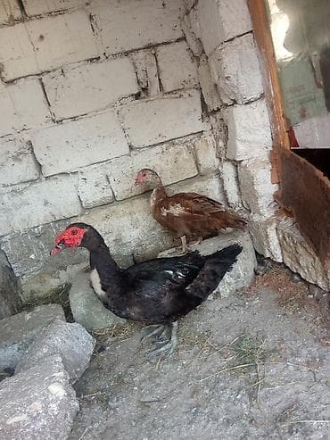 Erkey dışı lal ordey satlir cavandi yumurtalayilar hazırda fere cut 50