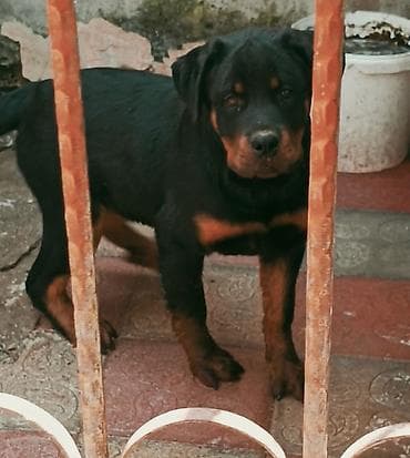 it yemi satisi: Rotveyler, 4 ay, Erkek, Peyvəndli, Ünvandan götürmə — 8