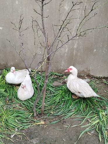 ördeyler: Lal ördəklər satilir 15 20 ədəd var yumurtluyurlar erkəklər 30 35 — 7