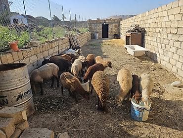 gence quşlar: 16 quzudu 2 keçi saxlaya bilmirəm 4400 manata almışam ziyana — 3
