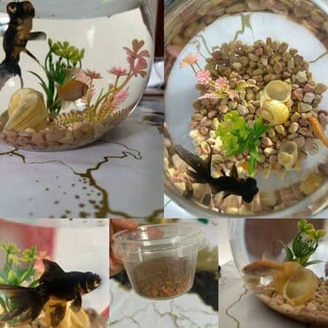 Qızıl balıq, Sülhsevər, Ünvandan götürmə