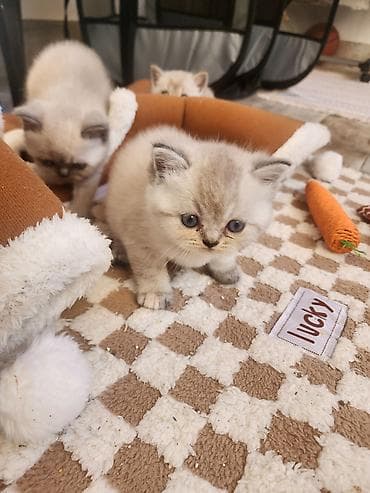 exotic shorthair: Britan — 5