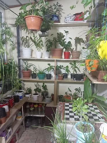 Букетные цветы: Məhsul: Ev şəraitində yetişdirilən qapalı və yarı-qapalı bitkilər — 8