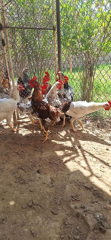 Kend beçeleri.çekisi 1kilo 1100 qram .Qiymet 11 manat — 1