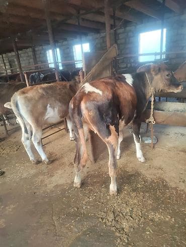 pitbul satisi: Satılır: cins danalar dişi danalar kom satılır alverçi malı deyil — 4