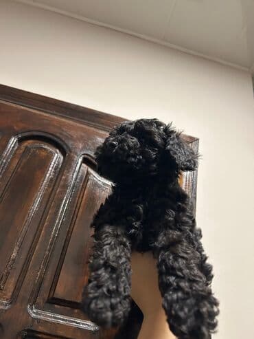 Птицы: Пудель — 4