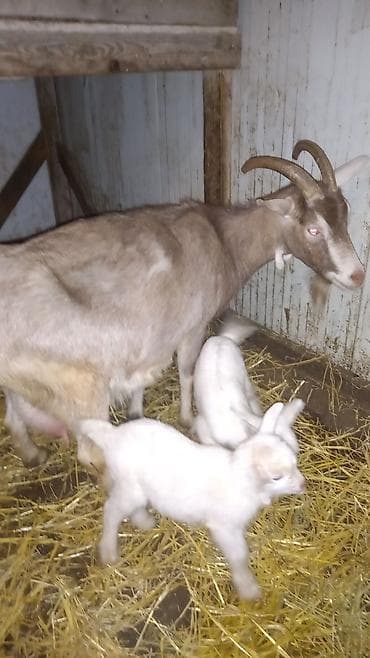 alman kurdu iti: Alpin Toqqenburq cinsi. çox südlü heyvandir. balalar dişidi. özü və — 4