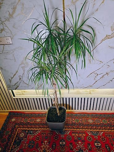 Dracaena marginata (Ejderha ağacı) – otaq bitkisi - Növ: Dracaena — 1