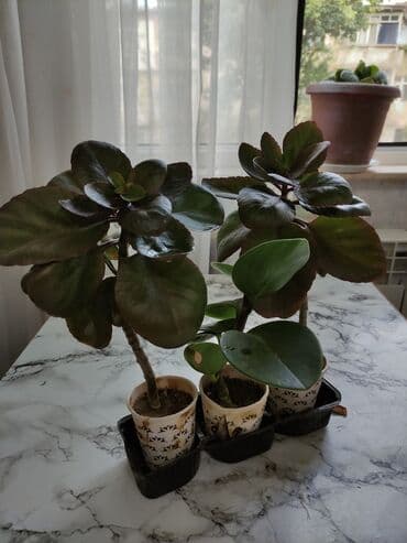 где купить алоэ вера: Aloe vera bitkiləri müxtəlif ölçülərdə və formalarda mövcuddur. Bu — 4