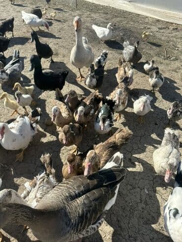 kuban ördek: Salam Aleykum Satılır Ördək Qaz Ördək Cücəsi Toyoq 36 Ədəd Lal Ördək — 27