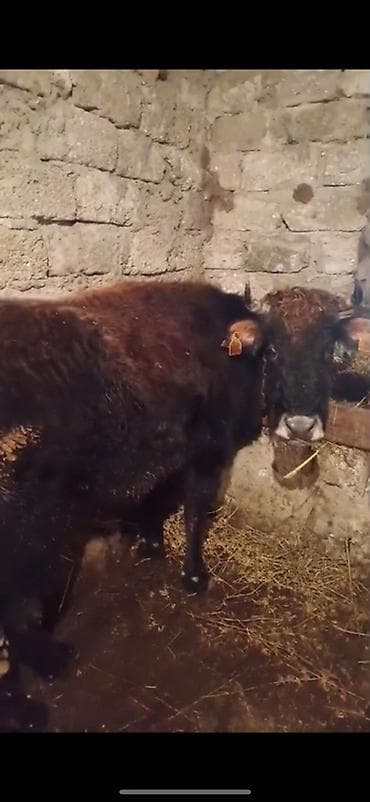 Məhsul: Qara rəngli erkək danalar - Növ: Yerli ətlik istiqamət - lalafo.az -da Məhsul: Qara rəngli erkək danalar - Növ: Yerli ətlik istiqamət -