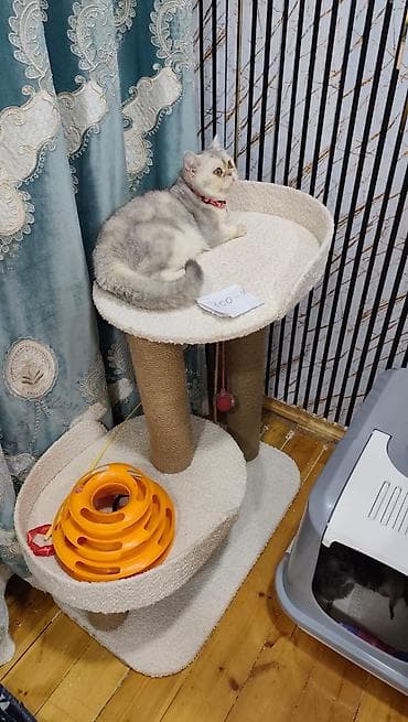 pişik pişik: Sarı olan 70 silver şişila ise 130 za Skottiş Fold/Skottiş Straight — 7