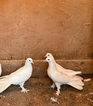 Göyərçinlər: Tecili satilir yer olmadigi ucun hamisi damazliq quwlardi goz — 7