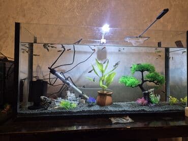 Boyunbağılar: Dördbucaq akvarium, Balıqlarla birlikdə, 74 l, Ödənişli çatdırılma — 1