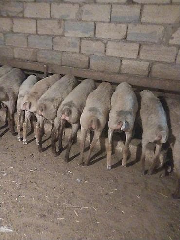 hamster near me: Dişi, il: 7, 16 kq, Ətlik, Ödənişli çatdırılma — 3