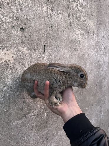 BARTER OLUNUR NƏYLƏ İSTƏSƏZ