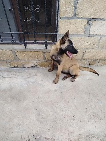 pomeran itleri: Belçika Malinua (Belgian Malinois) – gözətçi/iş iti - Cins: Belçika — 4