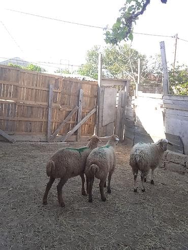 qoyun sortlari: Erkəy quzular super kökduler qurbanlığa yararlıdır — 2
