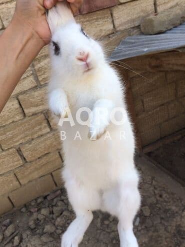 выведение новых пород животных: Другие животные — 3