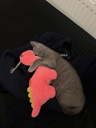 şotlant pişik: Şotland, Erkək, Yaxşı əllərə, Ünvandan götürmə, Ödənişli çatdırılma — 2