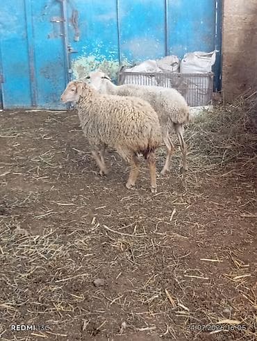 it cinsi adlari: Qoyun ana bala yasli qoyundu quzusu ozu boydadi disi quzudu yemeyinde — 2