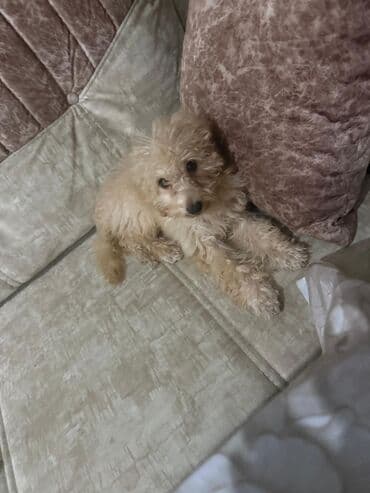 сколько стоит щенок акита ину: Пудель, 8 месяцев, Самка, С прививками, Самовывоз, Бесплатная доставка — 2