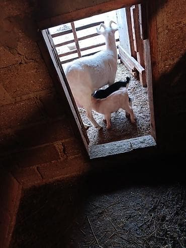 yerli keçi: Dişi, Zanen, il: 1, 50 kq, Südlük, Ünvandan götürmə — 4