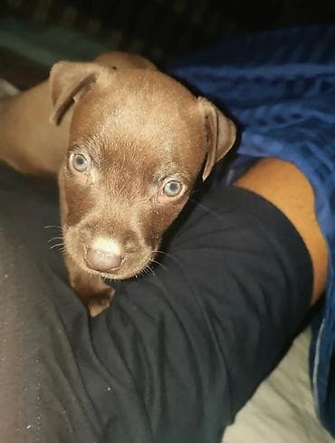 it satislari: Pitbul, 8 ay, Erkek, Ünvandan götürmə — 8