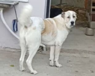 it adları erkek: Alabay, 7 ay, Erkek, Peyvəndli, Pulsuz çatdırılma, Rayonlara çatdırılma, Ünvandan götürmə — 1