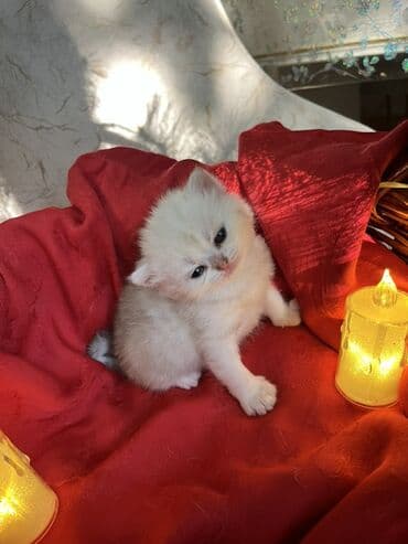 pulsuz it satilir: Britan, Erkək, Dişi — 6