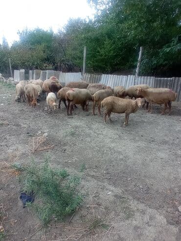 heyvan bazari inekler: Məhsul: Xırdabuynuzlu heyvanlar (qoyun və keçilər) Təsvir: - — 3