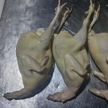 Qaz: Məhsul: Təmizlənmiş bildirçin ətləri - Tam təmizlənmiş, lələk və — 4