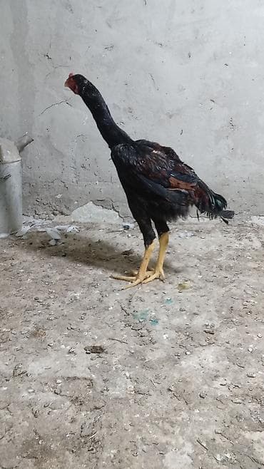 qarğa balası satılır: Toyuq cücələri, Damazlıq — 6
