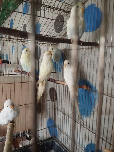 Gəmiricilər: 6 bala ana ata 1 yumurtası var real alıcıya razılaşmaq olar təmiz qan — 1