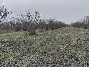 memar ecemide ev alqi satqisi: Kənd təsərrüfatı — 4