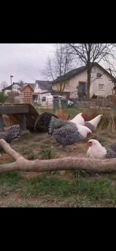 cücə və xoruz: Salam Ayam cemani,,. argenal.yumurtasi,cucesi.colpasi,,xoruzu.toyugu — 21