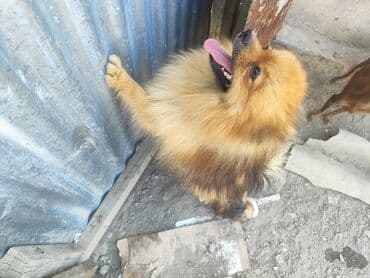 it ucun geyim: 1 год, Самец — 1