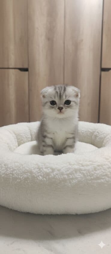 pişik tualet: Şotland yastı qulaq, Dişi, Ünvandan götürmə — 3