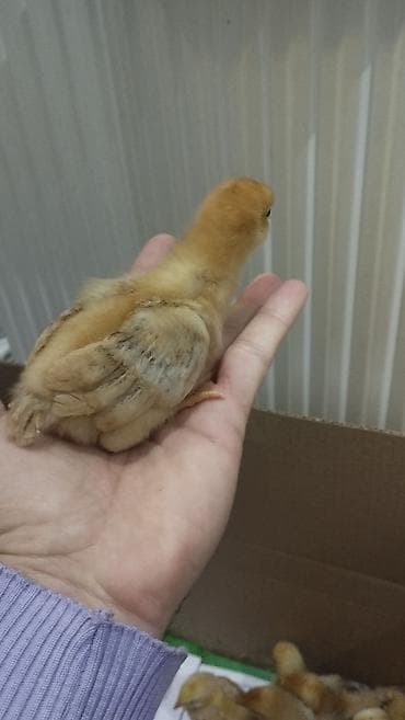 Digər heyvanlar: Prob ucun inqibatora qoymusdum 26 dene yubleynaya kucinskaya cucesi — 2