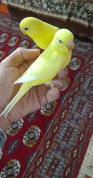 heyvan bazari quslar: 2 aylıg qırmızı göz ələ öyrəşmiş quşdu
sumqayit — 6