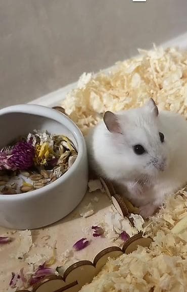 hamster satis: Qəfəs və dümağ dişi cunqarik satılır. Qəfəsdə heç bir problem yoxdur — 8